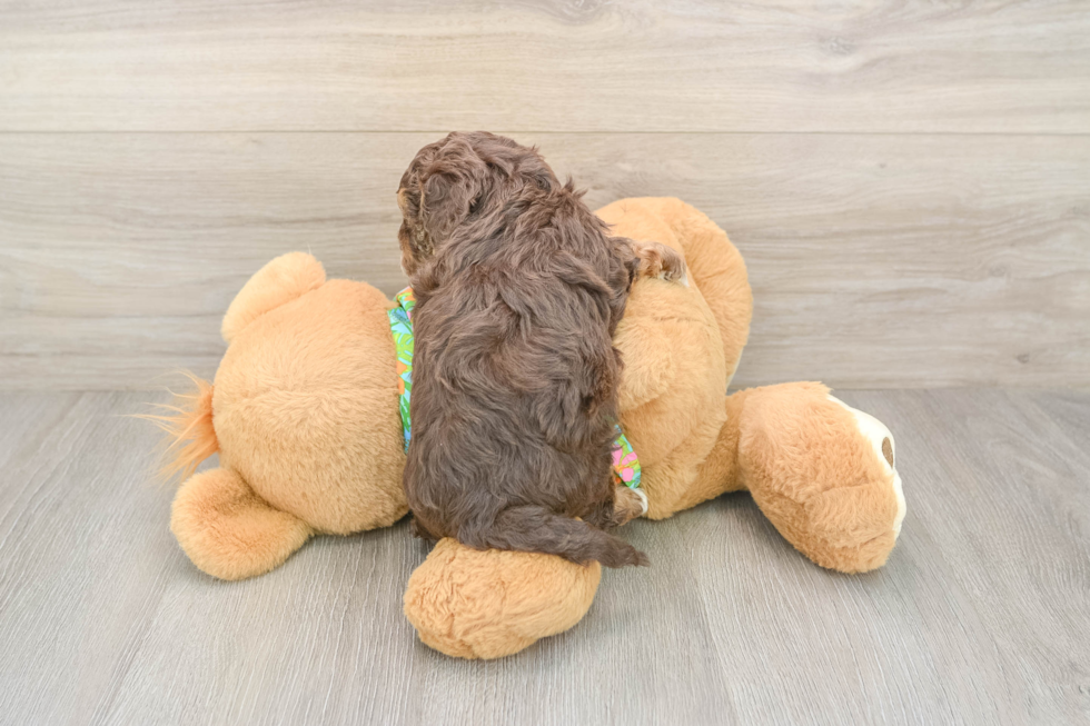 Havapoo Puppy for Adoption