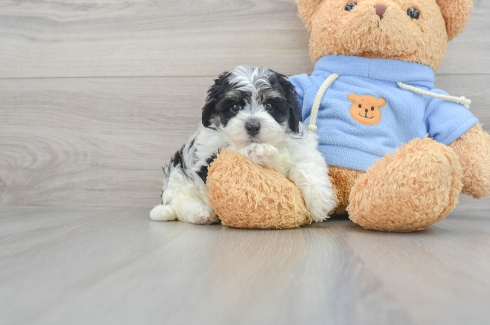 6 week old Havapoo Puppy For Sale - Florida Fur Babies