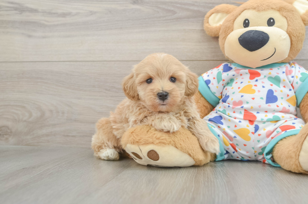 6 week old Havapoo Puppy For Sale - Florida Fur Babies