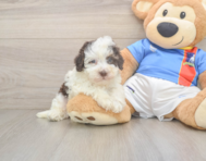 6 week old Havapoo Puppy For Sale - Florida Fur Babies