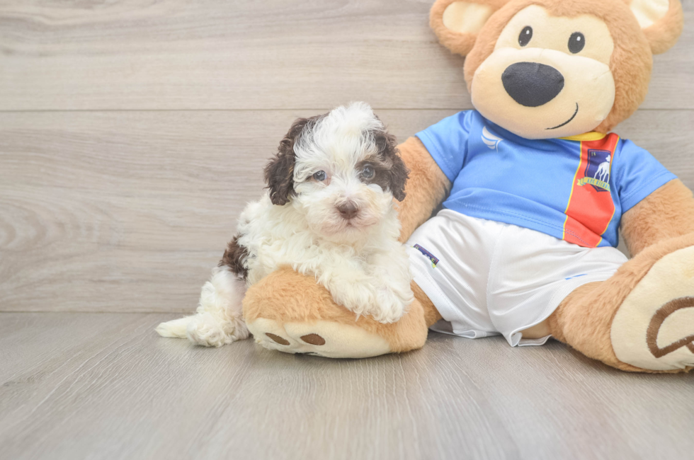 5 week old Havapoo Puppy For Sale - Florida Fur Babies