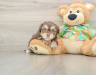 6 week old Havapoo Puppy For Sale - Florida Fur Babies