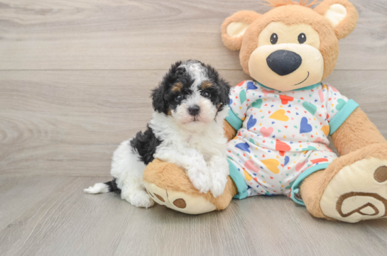 Energetic Havadoodle Poodle Mix Puppy