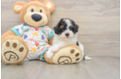 Adorable Havadoodle Poodle Mix Puppy