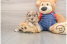Popular Havapoo Poodle Mix Pup