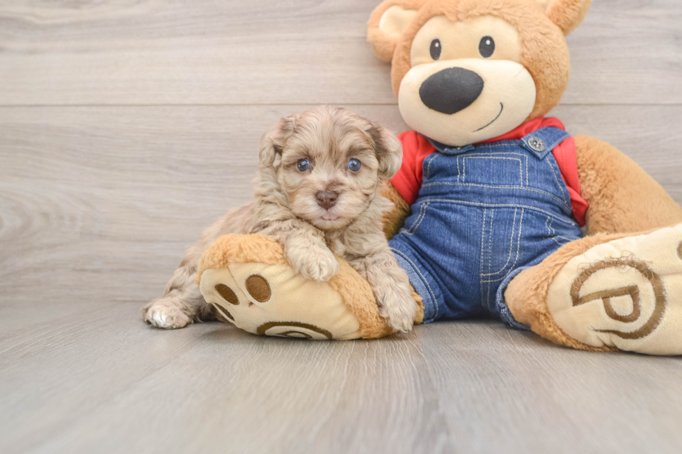 Popular Havapoo Poodle Mix Pup