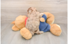 Havapoo Puppy for Adoption