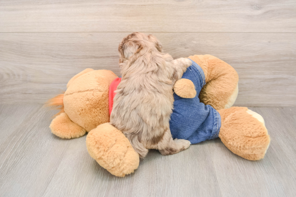 Havapoo Puppy for Adoption