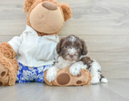 7 week old Havapoo Puppy For Sale - Florida Fur Babies