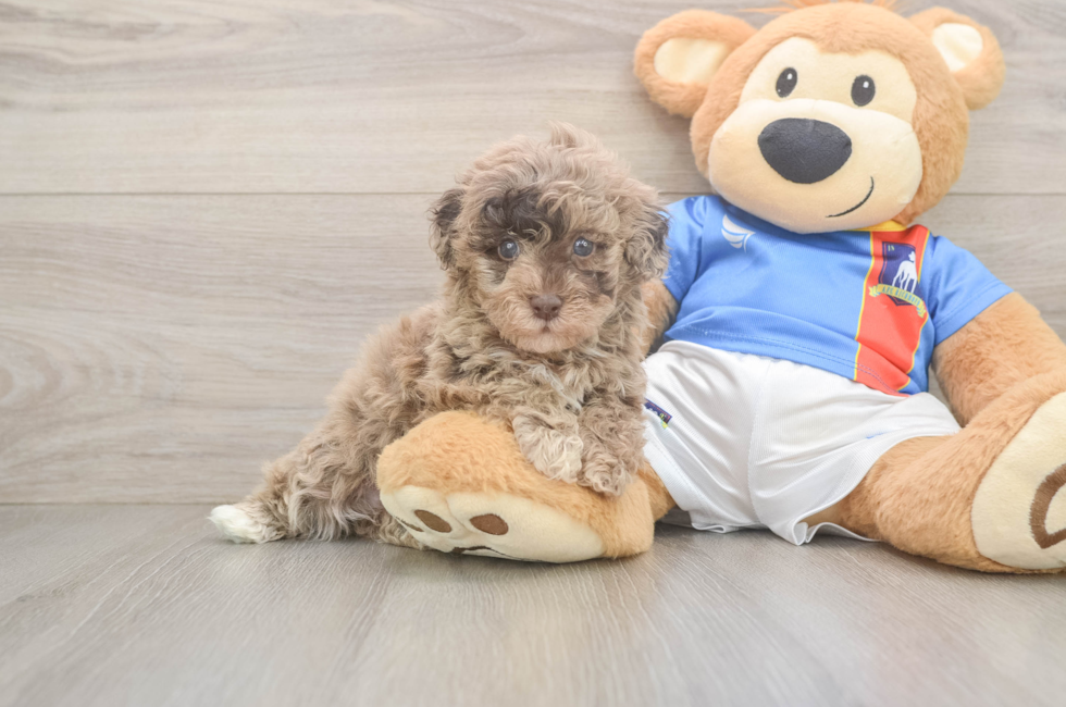 5 week old Havapoo Puppy For Sale - Florida Fur Babies