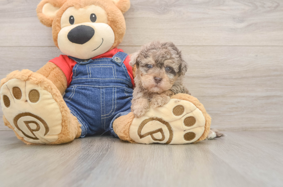 5 week old Havapoo Puppy For Sale - Florida Fur Babies