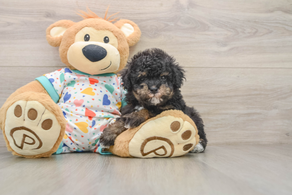 Hypoallergenic Havadoodle Poodle Mix Puppy