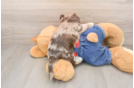 Havapoo Puppy for Adoption
