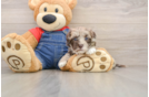 Havapoo Pup Being Cute