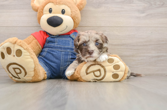 Havapoo Pup Being Cute