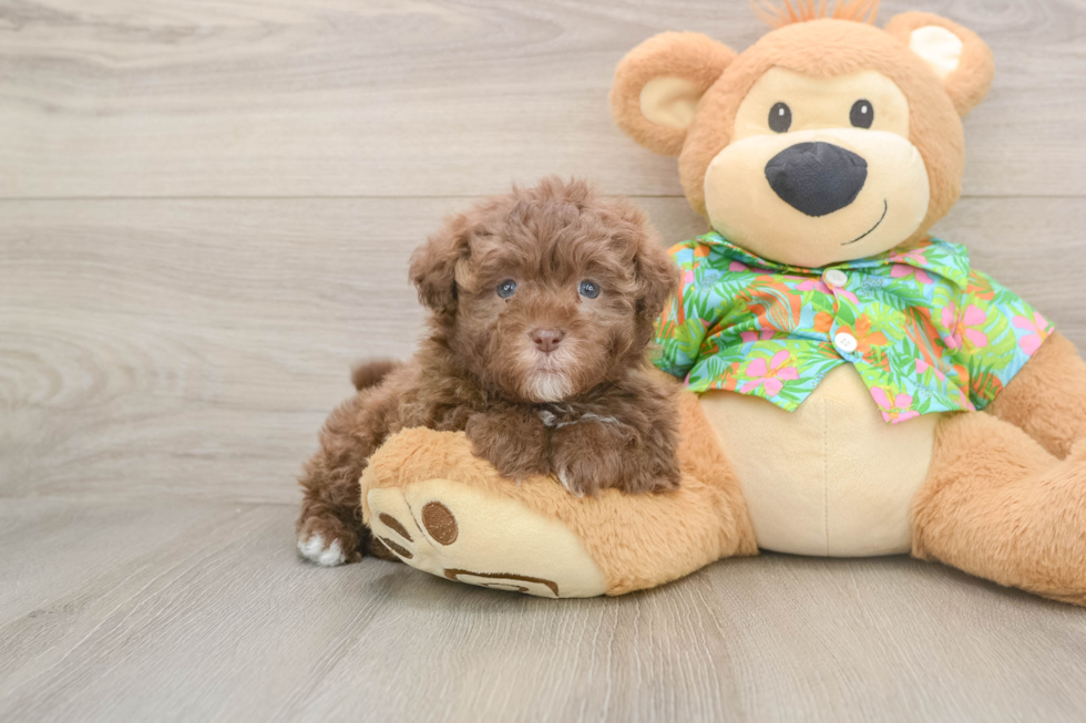 Energetic Havadoodle Poodle Mix Puppy