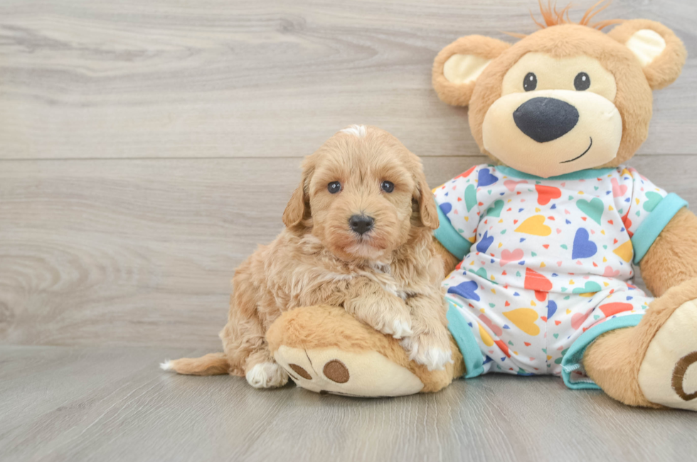 6 week old Havapoo Puppy For Sale - Florida Fur Babies