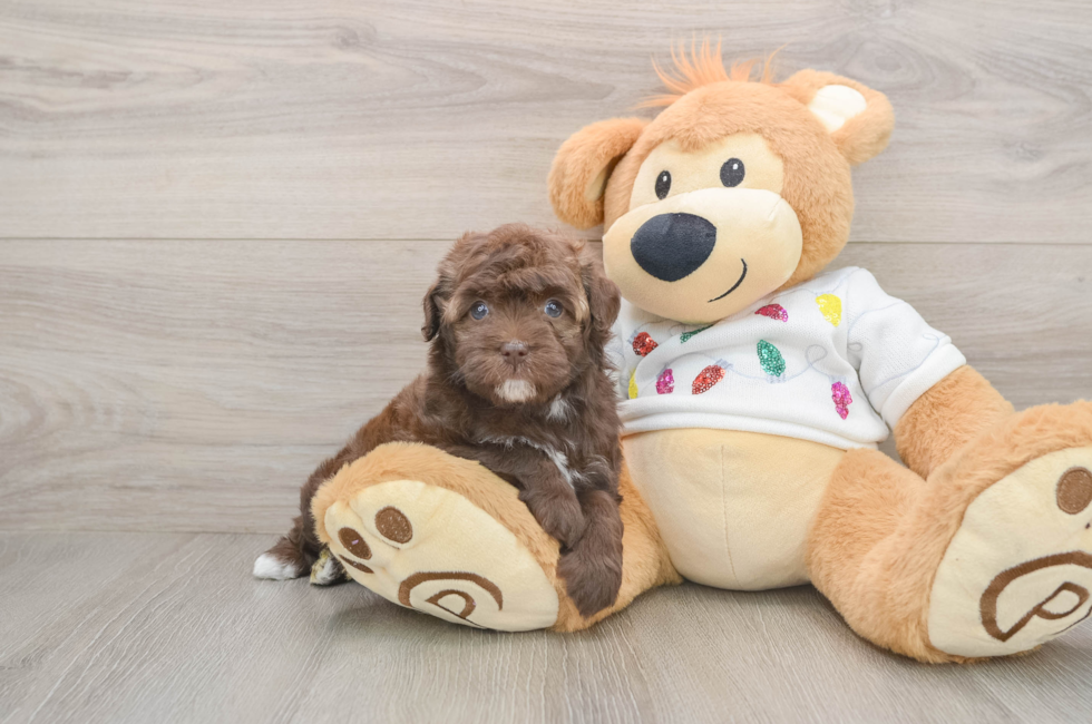 5 week old Havapoo Puppy For Sale - Florida Fur Babies