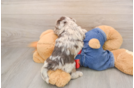 Hypoallergenic Havadoodle Poodle Mix Puppy