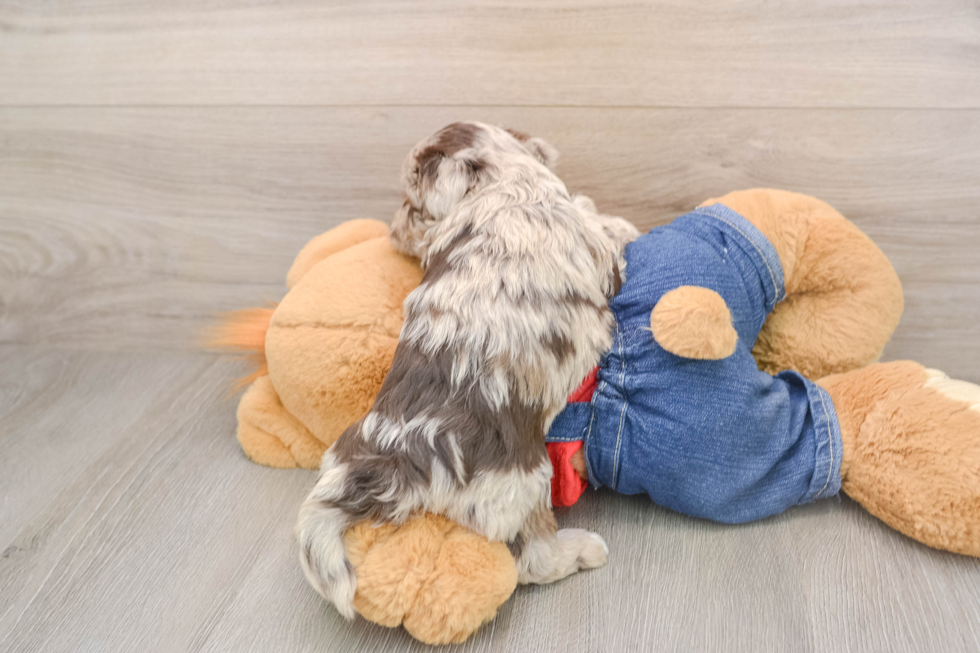 Hypoallergenic Havadoodle Poodle Mix Puppy