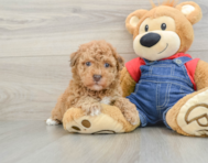8 week old Havapoo Puppy For Sale - Florida Fur Babies