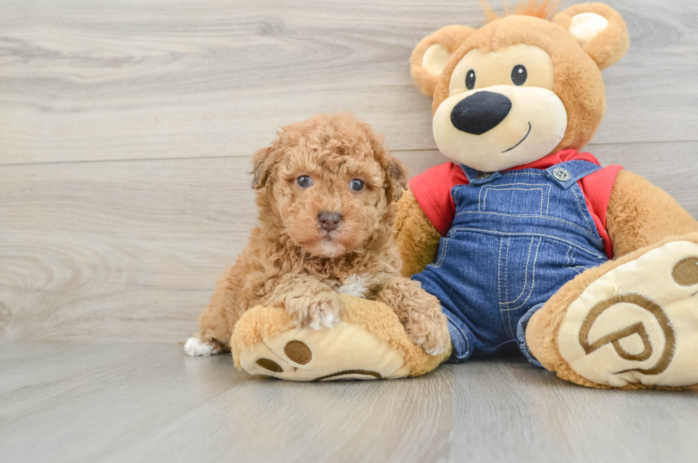 5 week old Havapoo Puppy For Sale - Florida Fur Babies