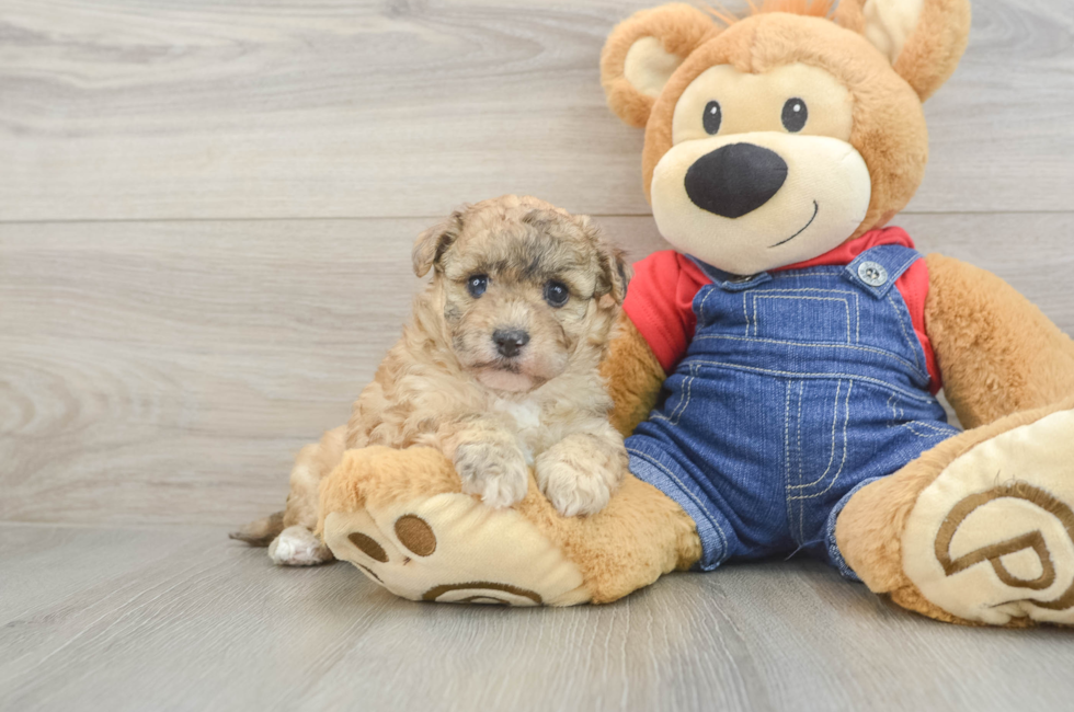 5 week old Havapoo Puppy For Sale - Florida Fur Babies
