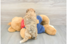 Havapoo Puppy for Adoption