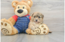 Havapoo Puppy for Adoption