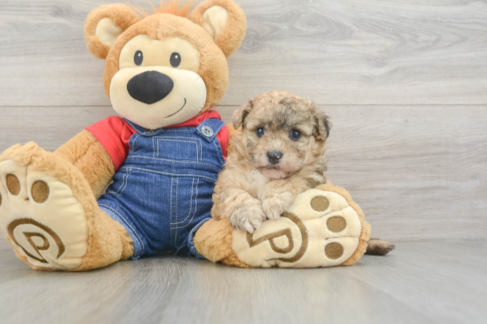 Havapoo Puppy for Adoption