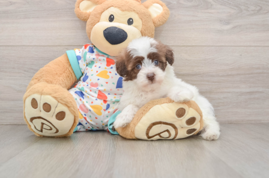 Small Havapoo Baby