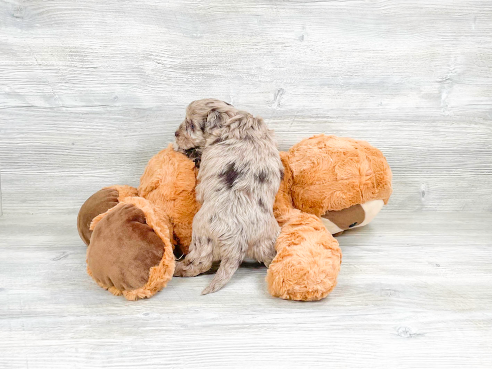Cute Havadoodle Poodle Mix Puppy