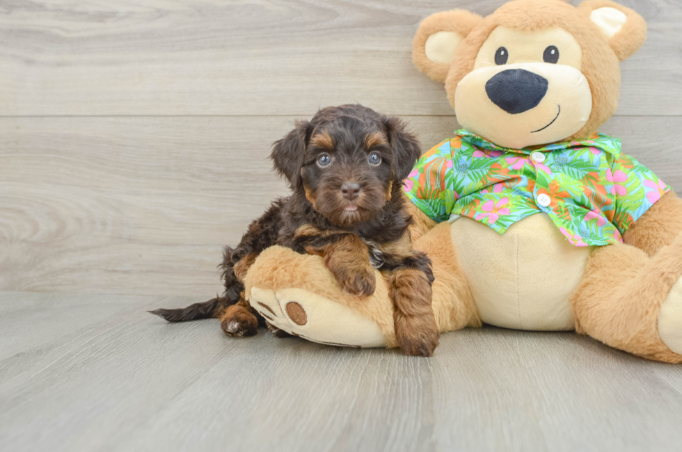 5 week old Havapoo Puppy For Sale - Florida Fur Babies