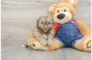 Havapoo Pup Being Cute