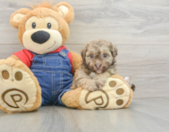 8 week old Havapoo Puppy For Sale - Florida Fur Babies