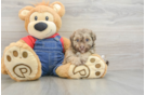 Smart Havapoo Poodle Mix Pup