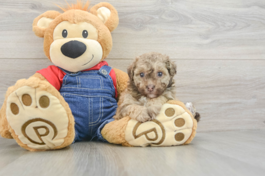 Smart Havapoo Poodle Mix Pup