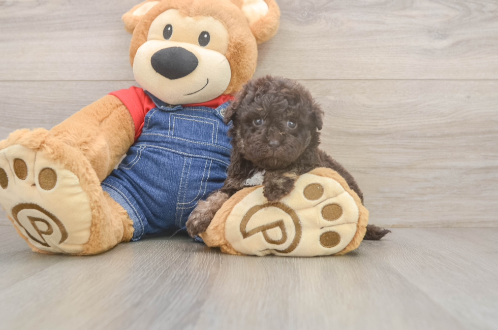 5 week old Havapoo Puppy For Sale - Florida Fur Babies