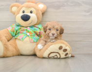 7 week old Havapoo Puppy For Sale - Florida Fur Babies