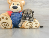 8 week old Havapoo Puppy For Sale - Florida Fur Babies