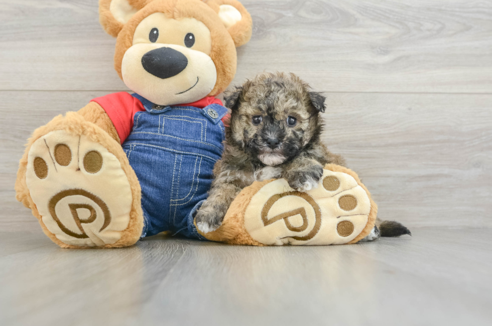 5 week old Havapoo Puppy For Sale - Florida Fur Babies