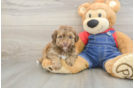 Adorable Havadoodle Poodle Mix Puppy