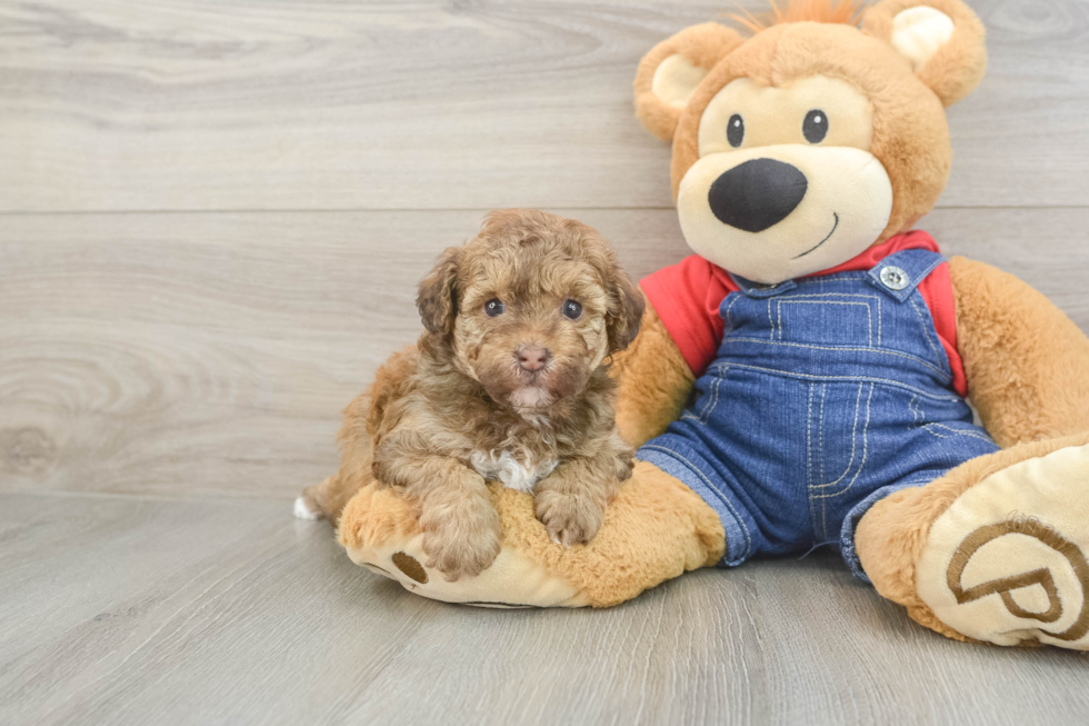 Adorable Havadoodle Poodle Mix Puppy
