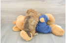 Popular Havapoo Poodle Mix Pup