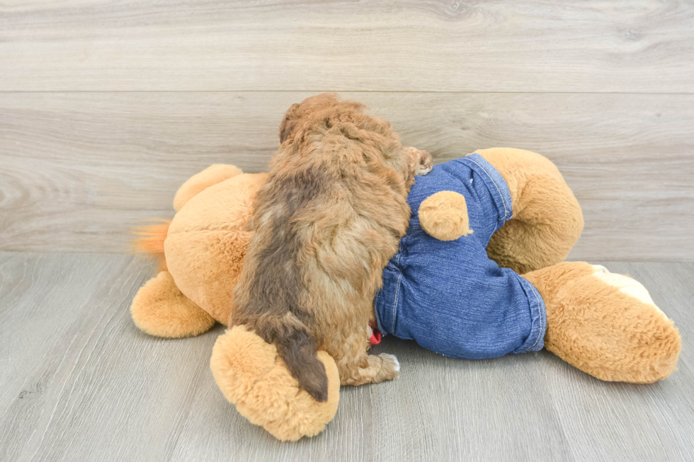 Popular Havapoo Poodle Mix Pup