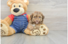 Havapoo Puppy for Adoption
