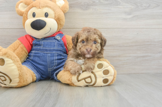 Havapoo Puppy for Adoption