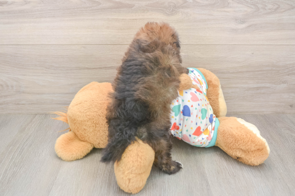 Havapoo Pup Being Cute