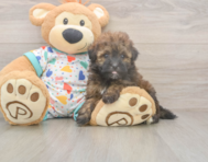 8 week old Havapoo Puppy For Sale - Florida Fur Babies