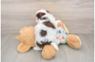 Little Havadoodle Poodle Mix Puppy
